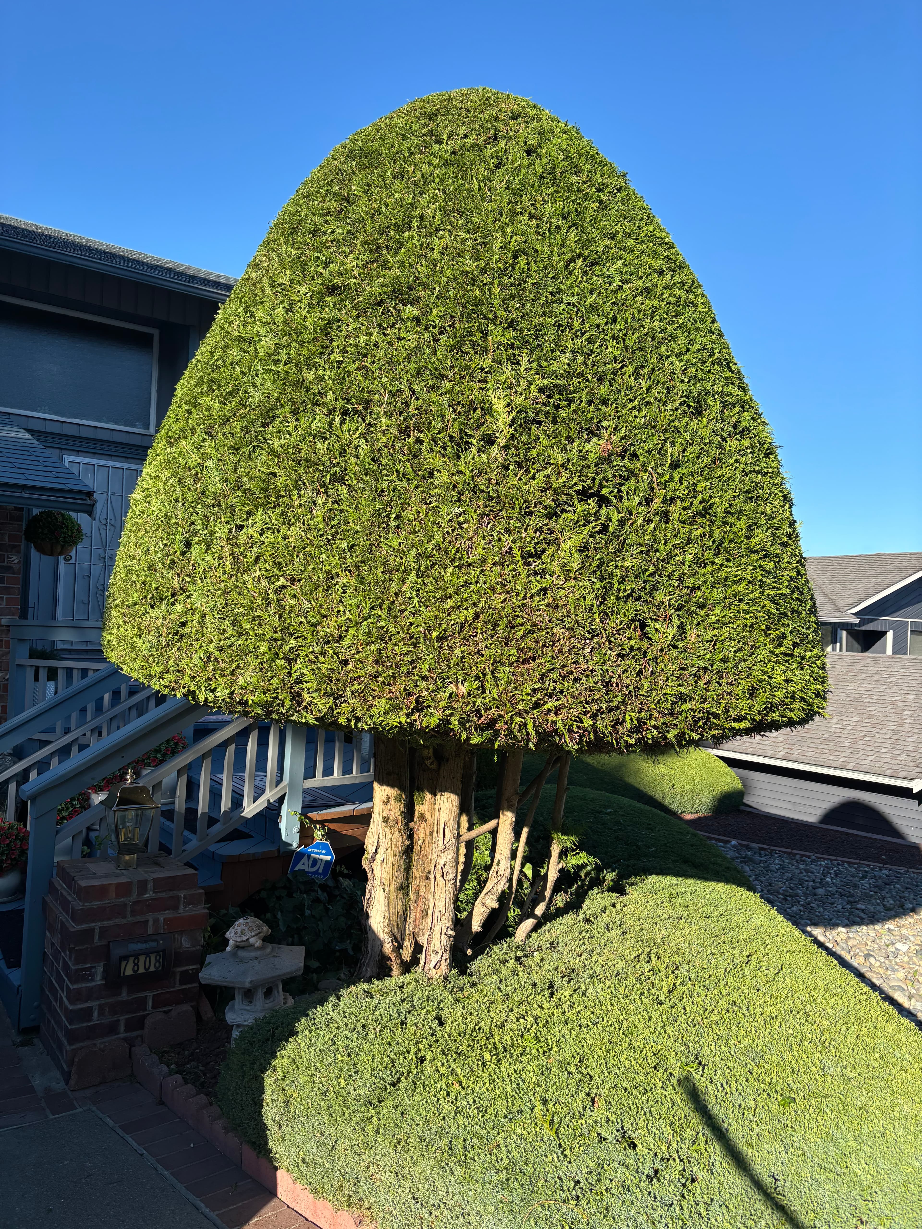 Pruning & Shaping | residential lawn care service in Renton, WA