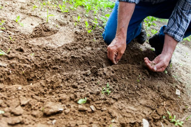 Seeding